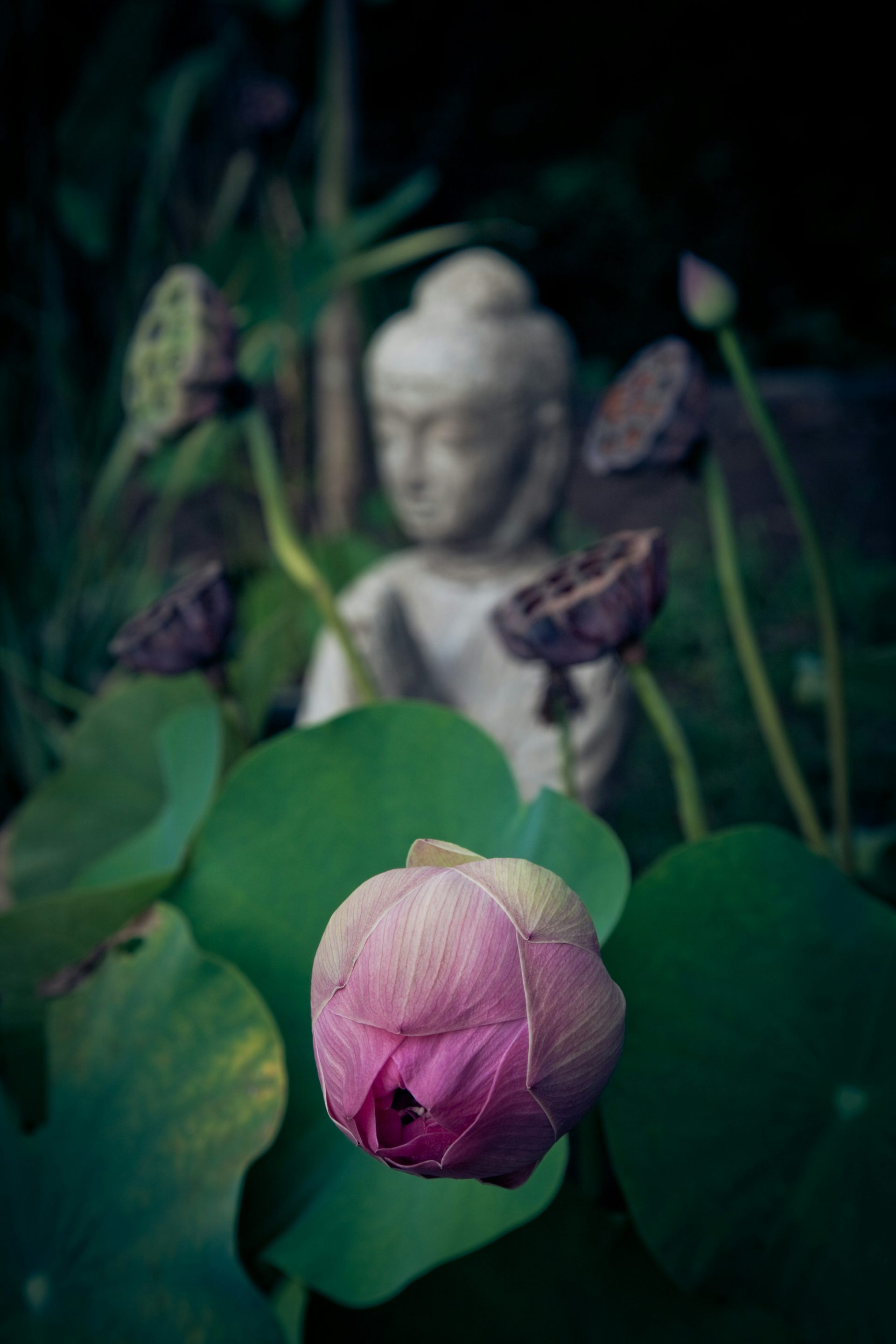 Lotus flower with statue backdrop